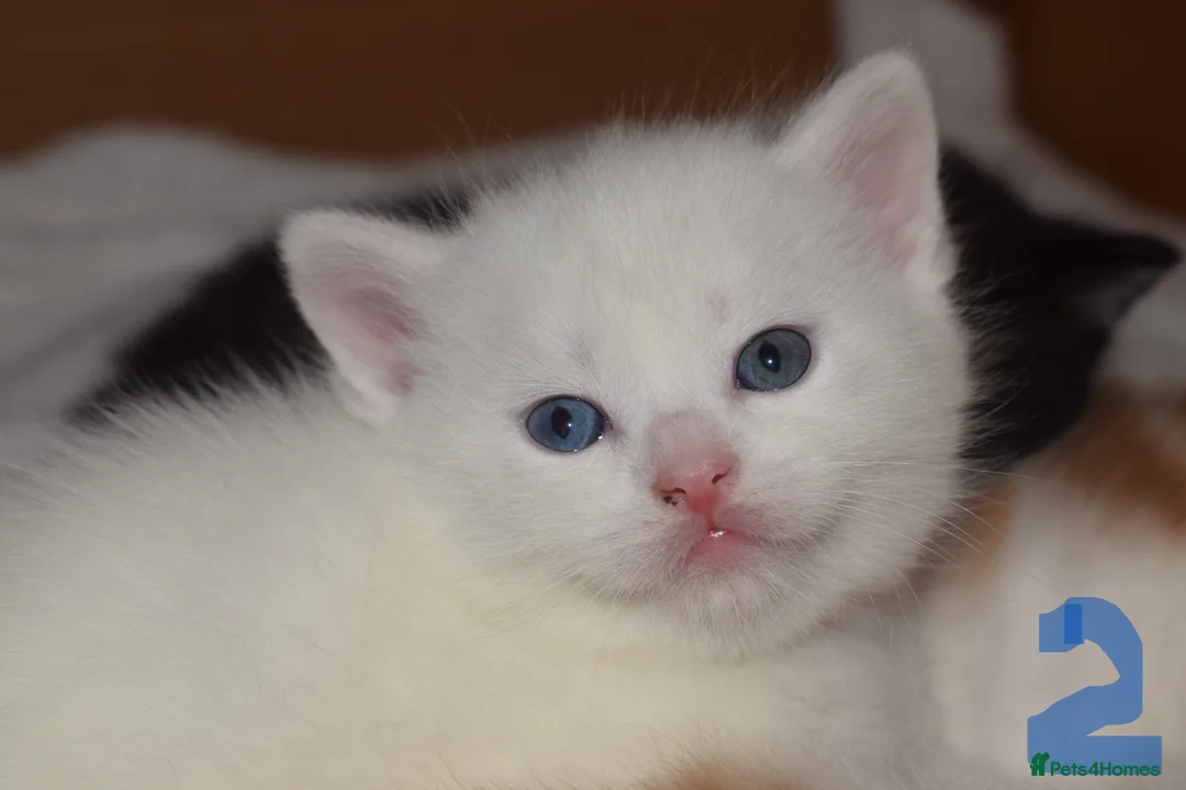 Mixed Breed cats for sale: Fluffy half ragdoll kittens available for sale - Advert 8