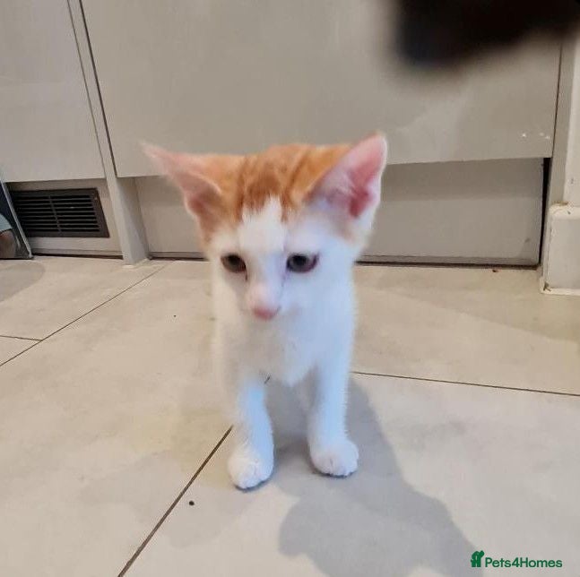Mixed Breed cats 12 Week old Mixed Breed Kitten Litter - Advert 1