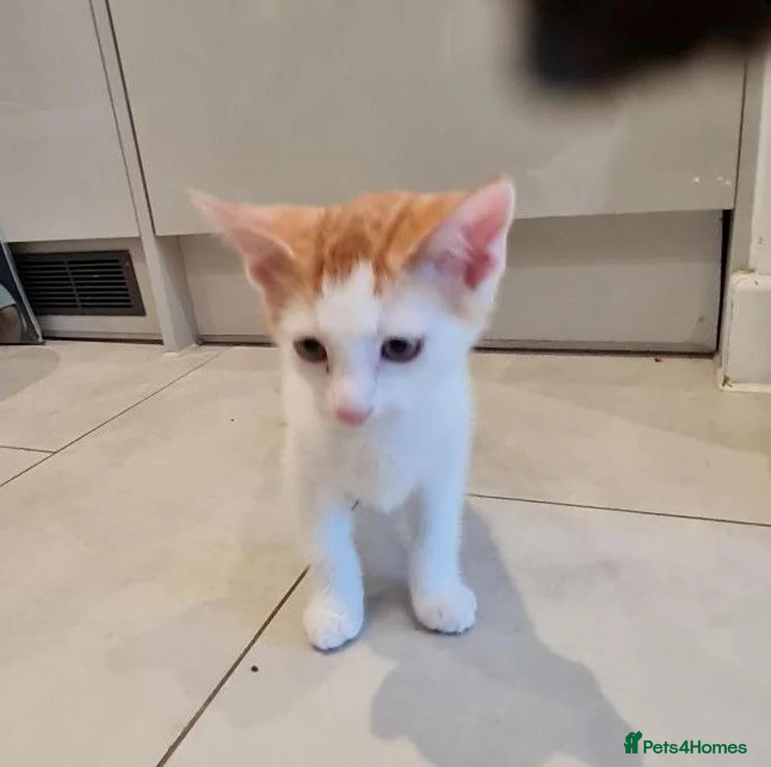 Mixed Breed cats for sale: 12 Week old Mixed Breed Kitten Litter in Southampton - Advert 1