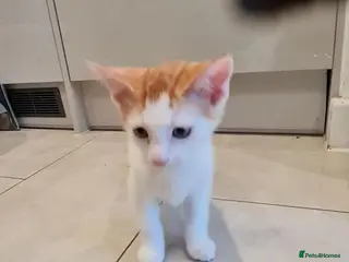 Mixed Breed cats 12 Week old Mixed Breed Kitten Litter - Advert 1