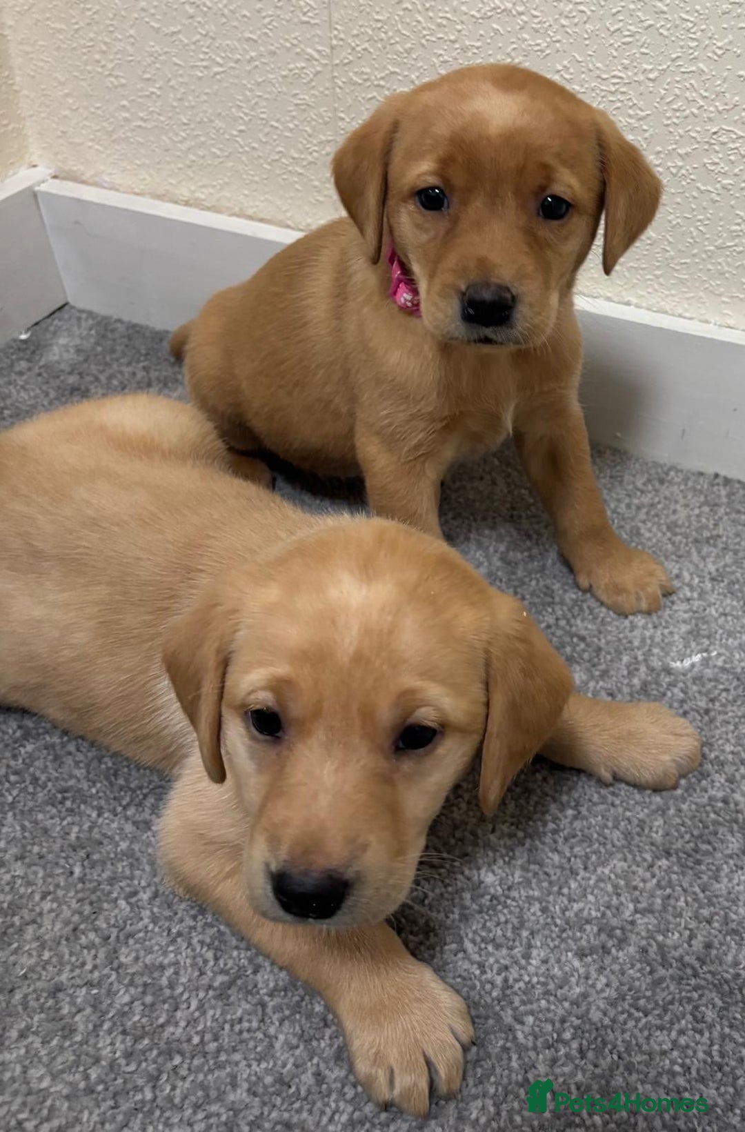 Labrador Retriever dogs for sale: Labrador puppies - Advert 23