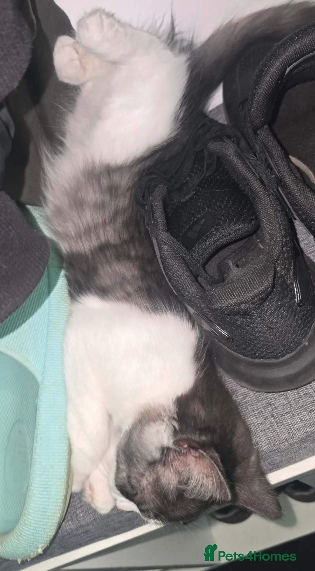 Mixed Breed cats for sale: Black grey white kitten - Advert 2