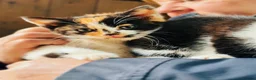 Mixed Breed cats for sale: Beautiful friendly kittens - Advert 1