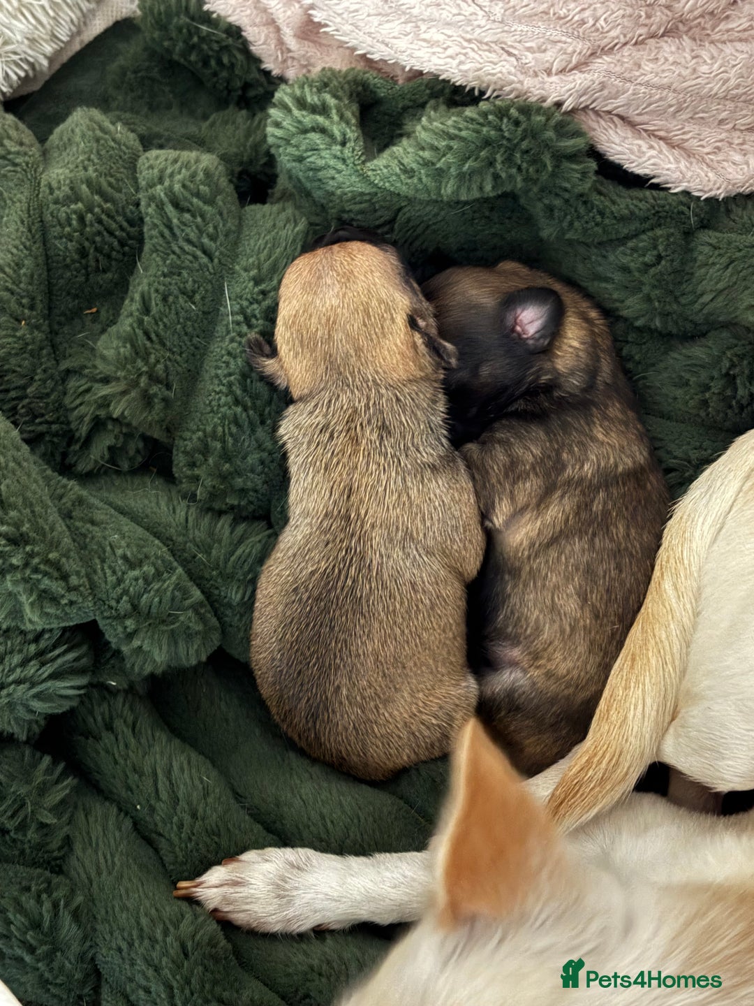 Chihuahua dogs for sale: Chihuahua Pup for Sale - Image 8