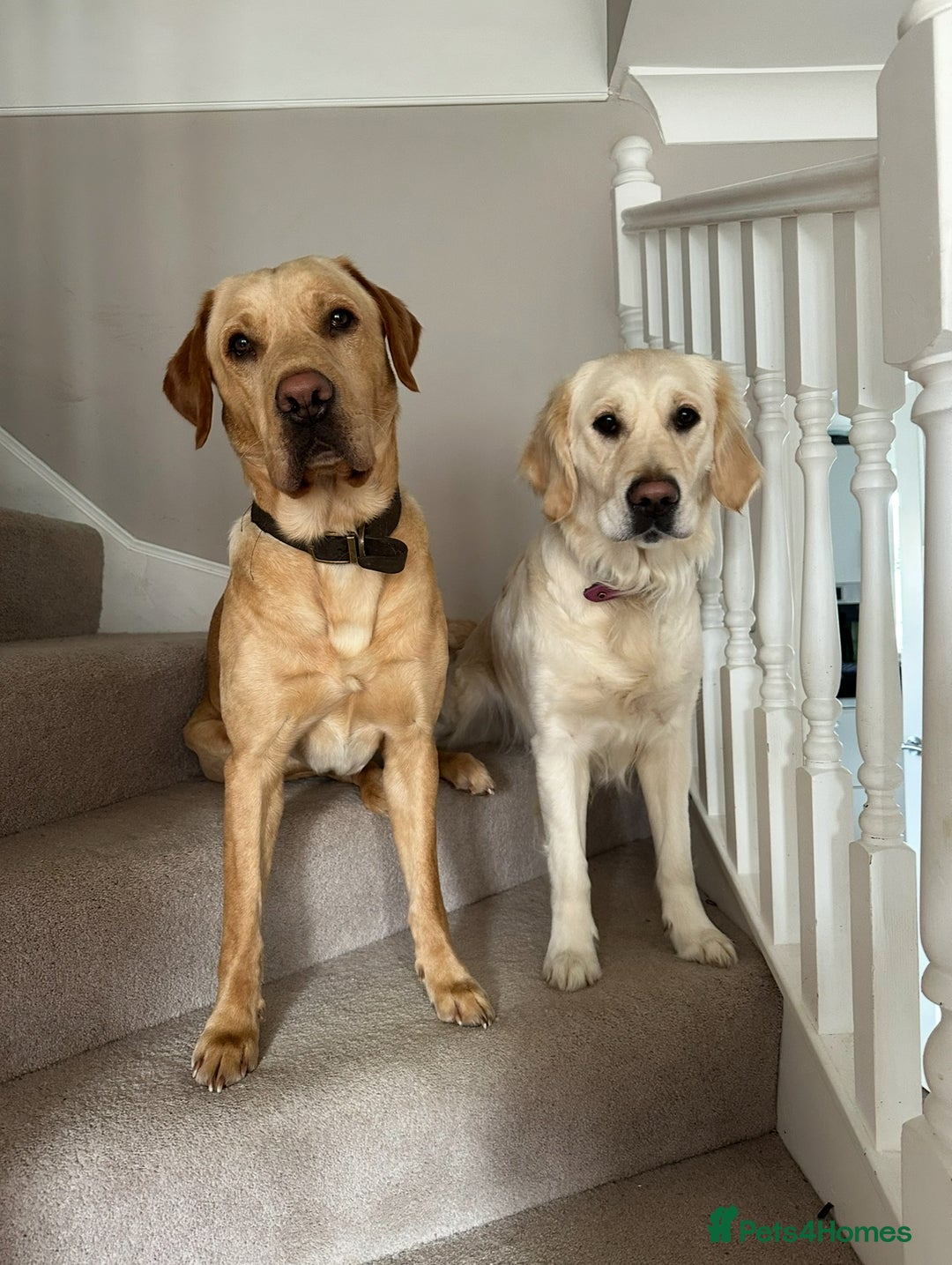 Goldador dogs for sale: Goldador Puppies due 23/12/25 - Advert 1