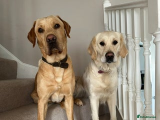 Goldador dogs Goldador Puppies due 18/12/25 - Advert 1