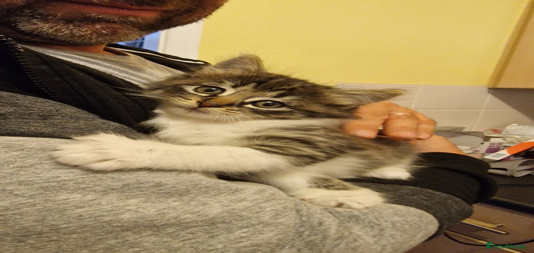 Gallery Image {{count}}