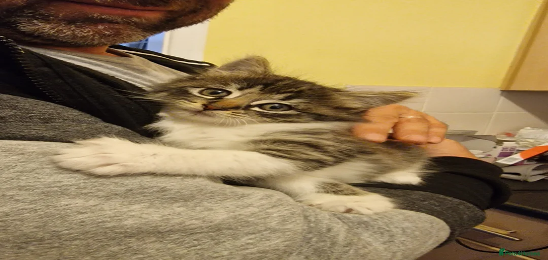 Gallery Image {{count}}