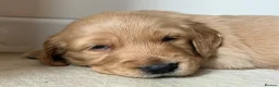 Golden Retriever dogs for sale: Outstanding Litter KC Reg Golden Retriever Puppies - Advert 9