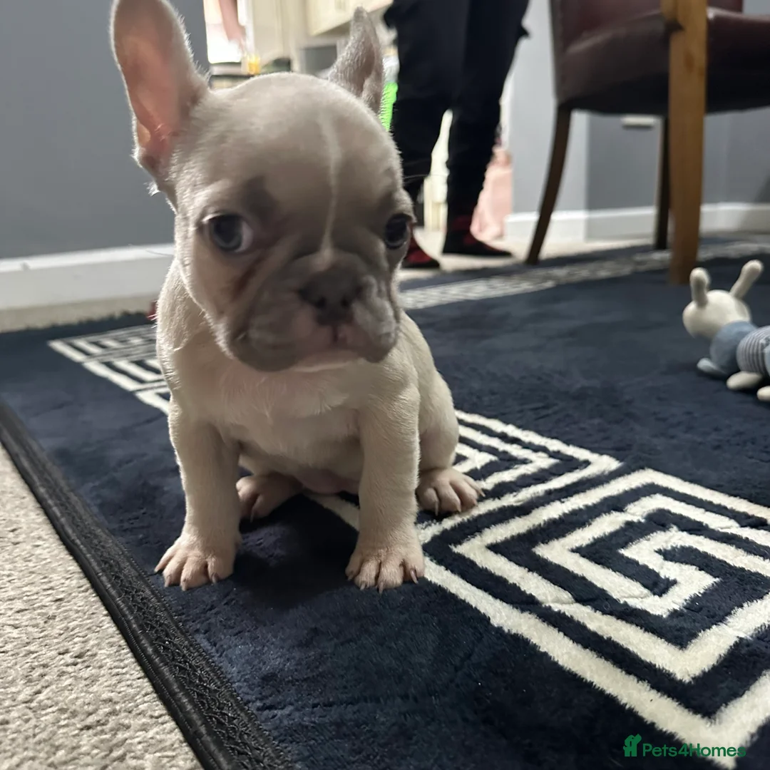 French Bulldog dogs for sale: 2 Girl  - Advert 4