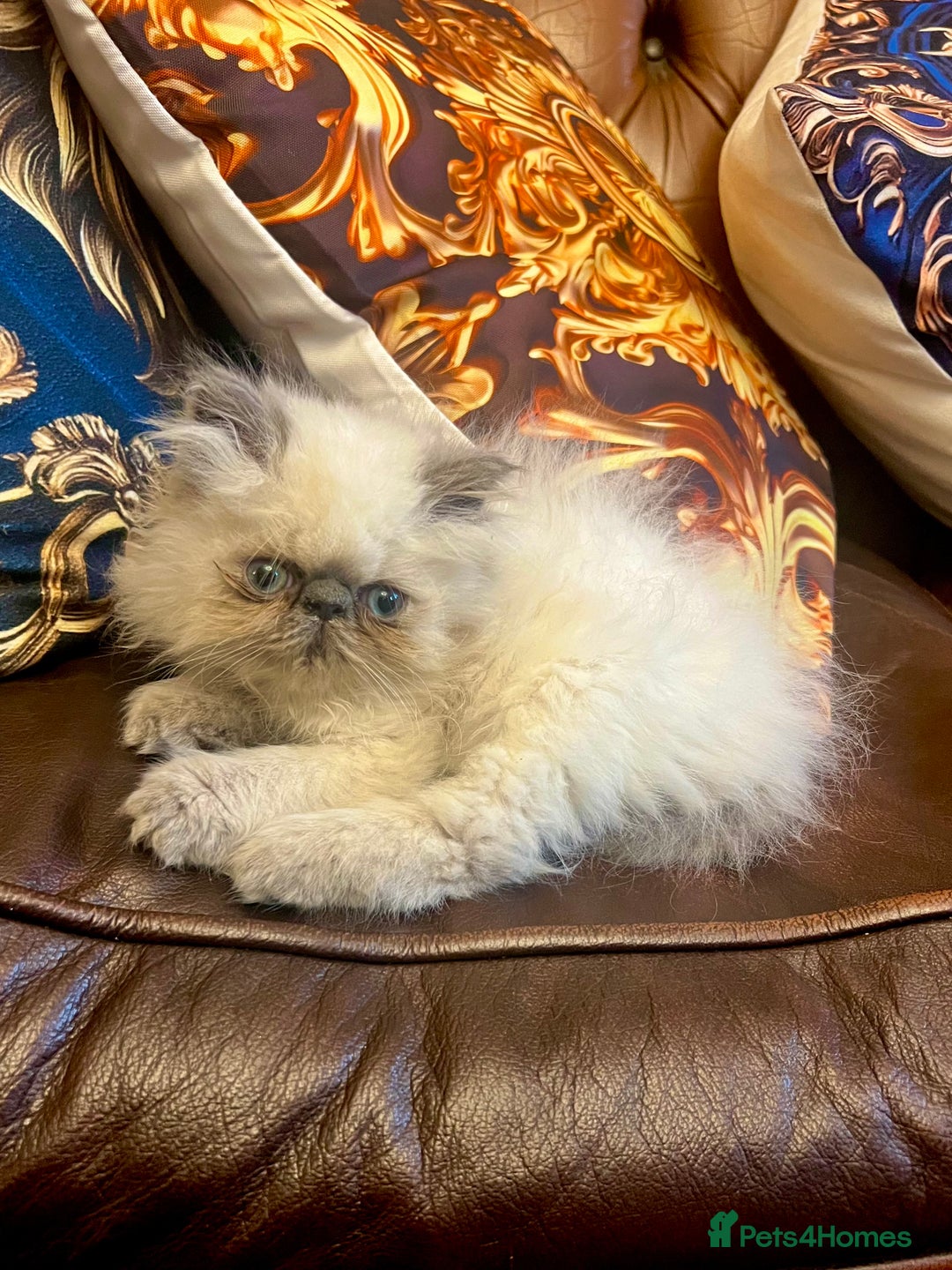 Persian cats for sale: Colourpoint peke faced Persian kittens ready to go - Image 9