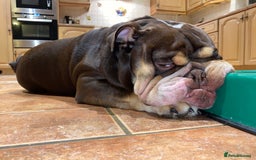 English Bulldog dogs for stud: Exclusive Tri-Colour Chocolate English Bulldog  - Image 19