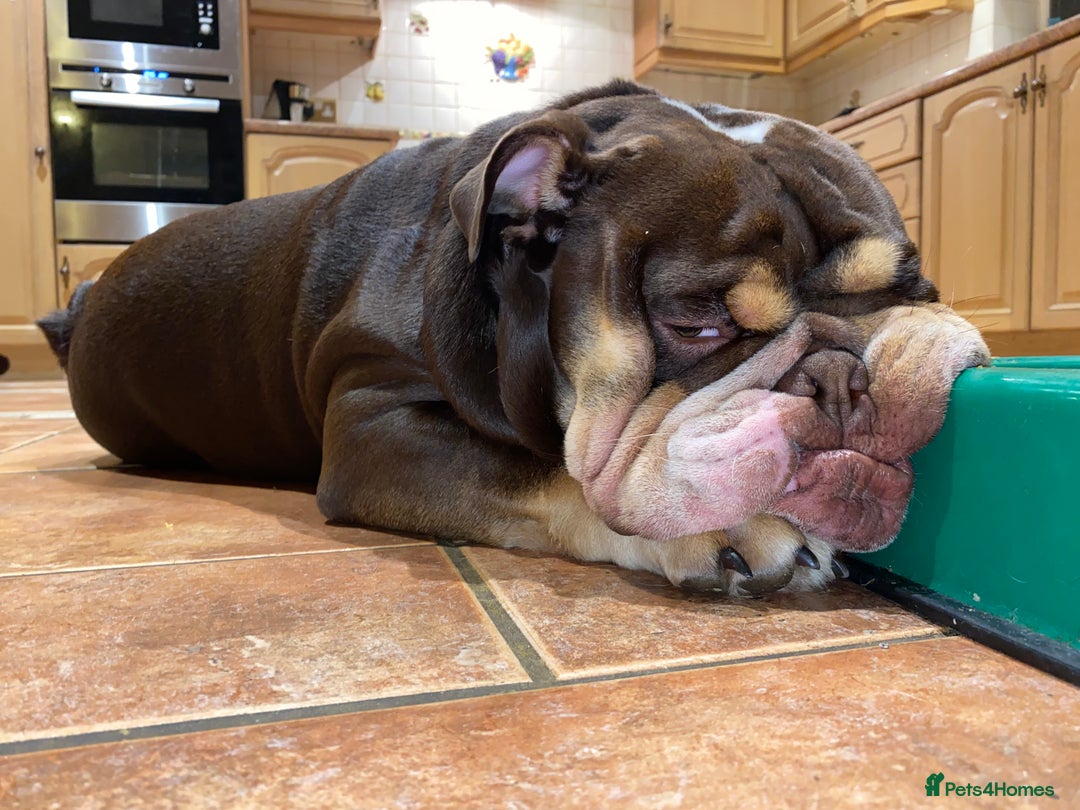 English Bulldog dogs for stud: Exclusive Tri-Colour Chocolate English Bulldog  - Image 19
