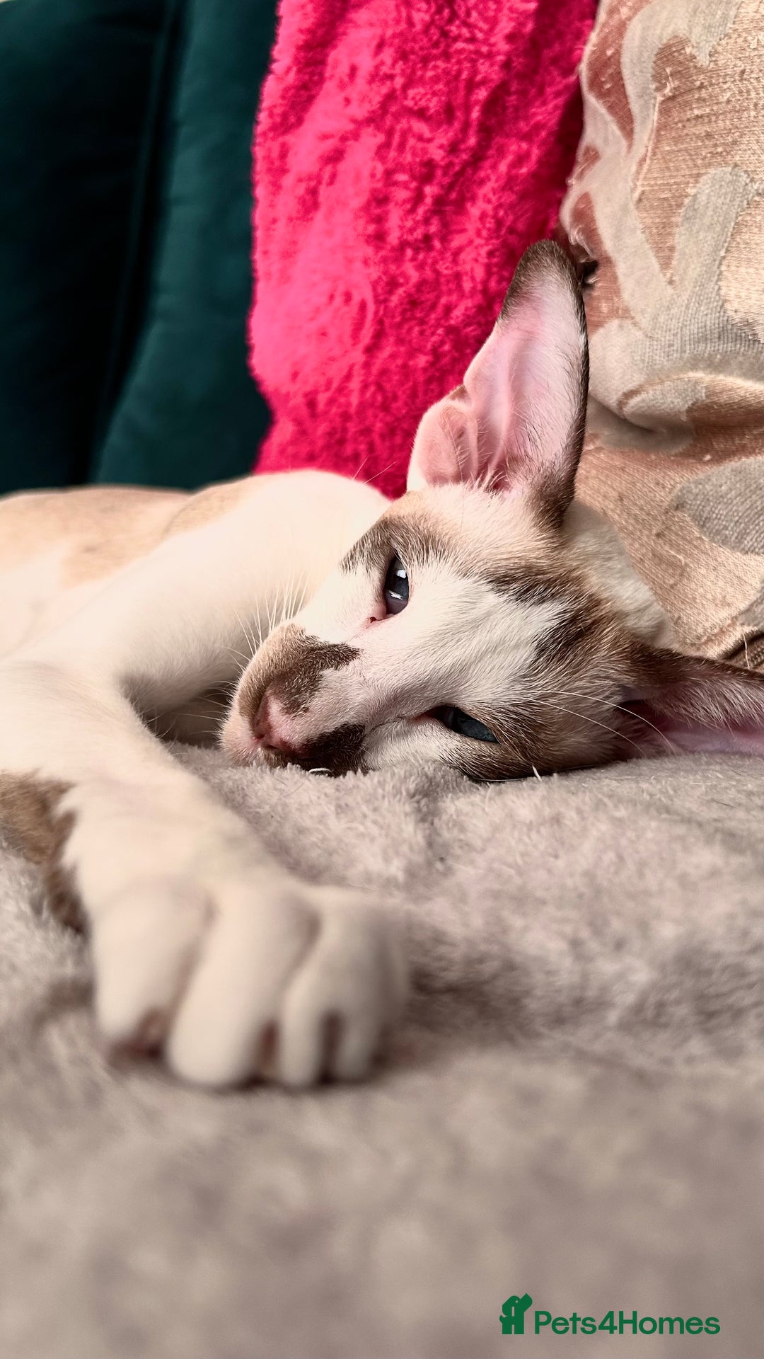 Siamese cats for sale: Siamese bicolour girl  - Advert 2