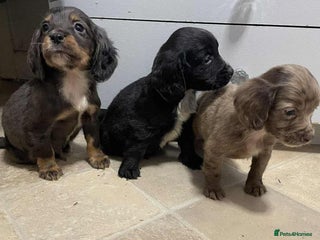 Cocker Spaniel dogs Adorable Cocker Spaniel Puppies - Advert 1