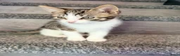 Mixed Breed cats for sale: Beautiful kittens - Advert 5