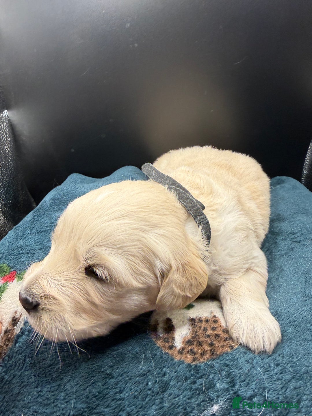 Golden Retriever dogs for sale: Stunning Golden Retrievers. 4 Boys / 4 Girls - Advert 11