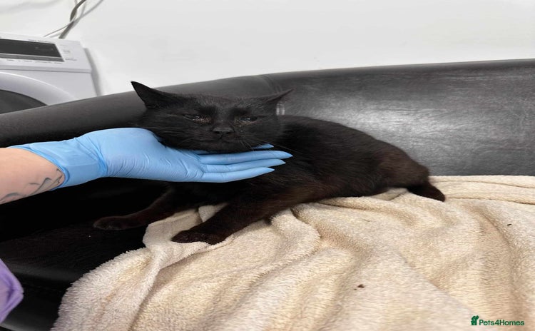 Mixed Breed cats Bernard for adoption - Advert 4