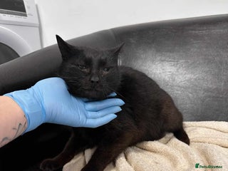 Mixed Breed cats Bernard for adoption - Advert 13