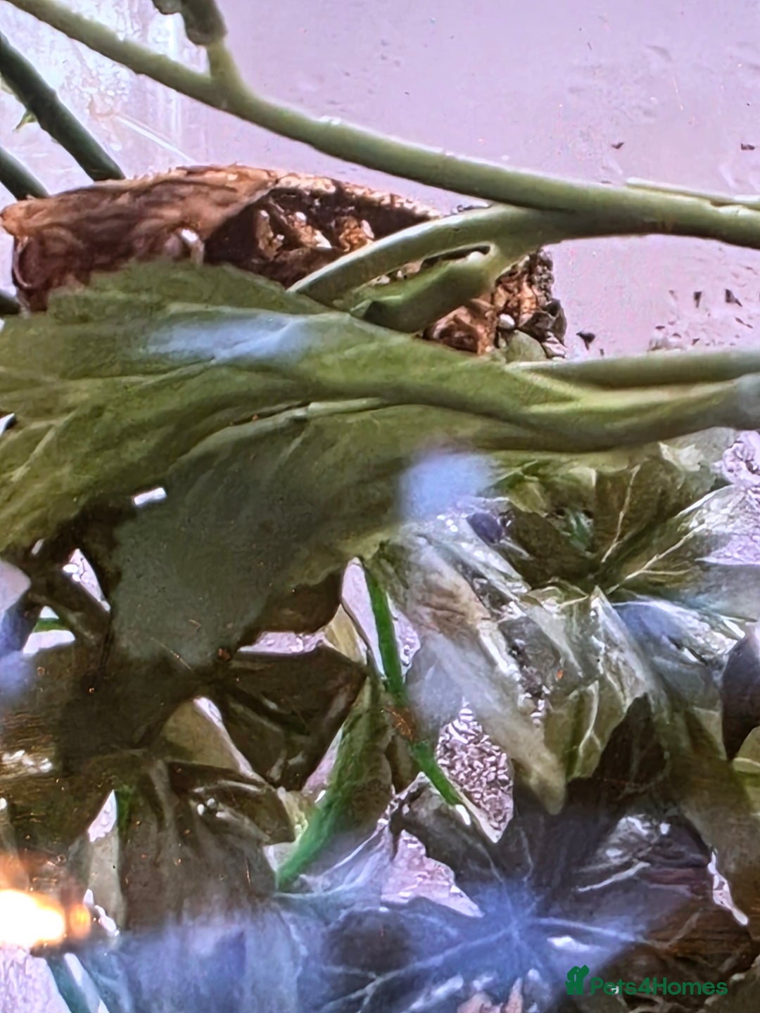 Gecko reptiles for sale: Crested gecko juvenile  - Image 1