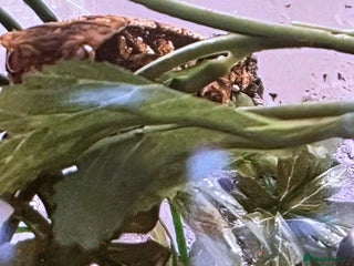 Gecko reptiles Crested gecko juvenile - Advert 7