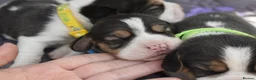 Beagle dogs for sale: Beautiful beagle puppies  in Rugby - Advert 5