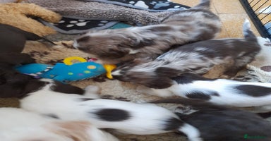 Sprocker dogs - Advert 5