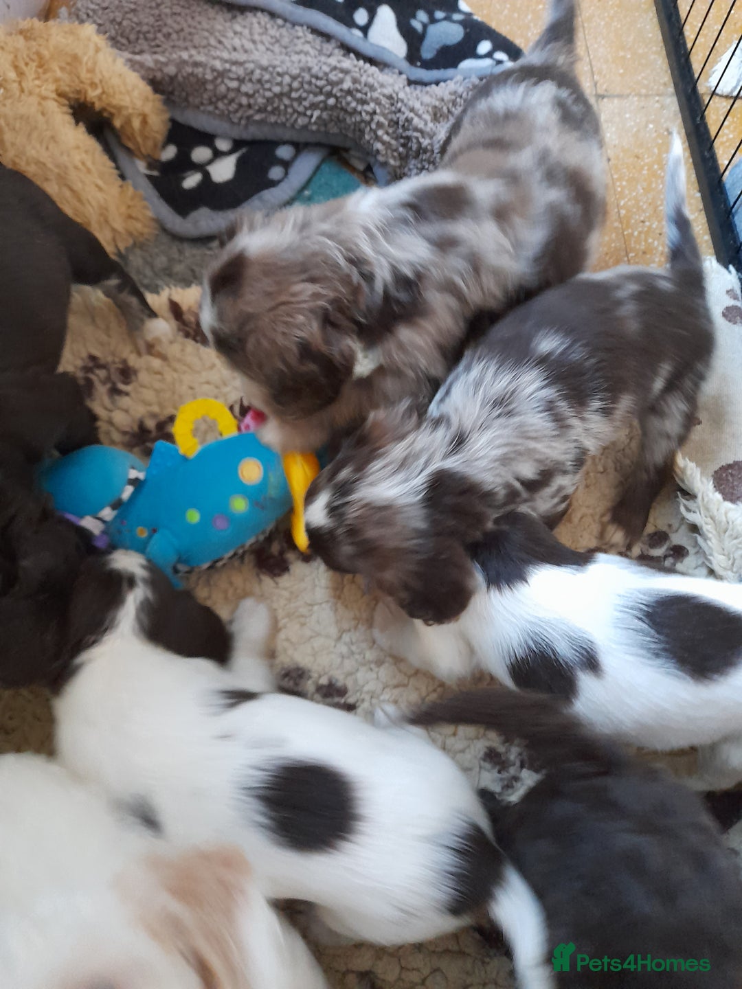 Sprocker dogs for sale: Gorgeous Sprocker x Sproodle pups. - Image 3