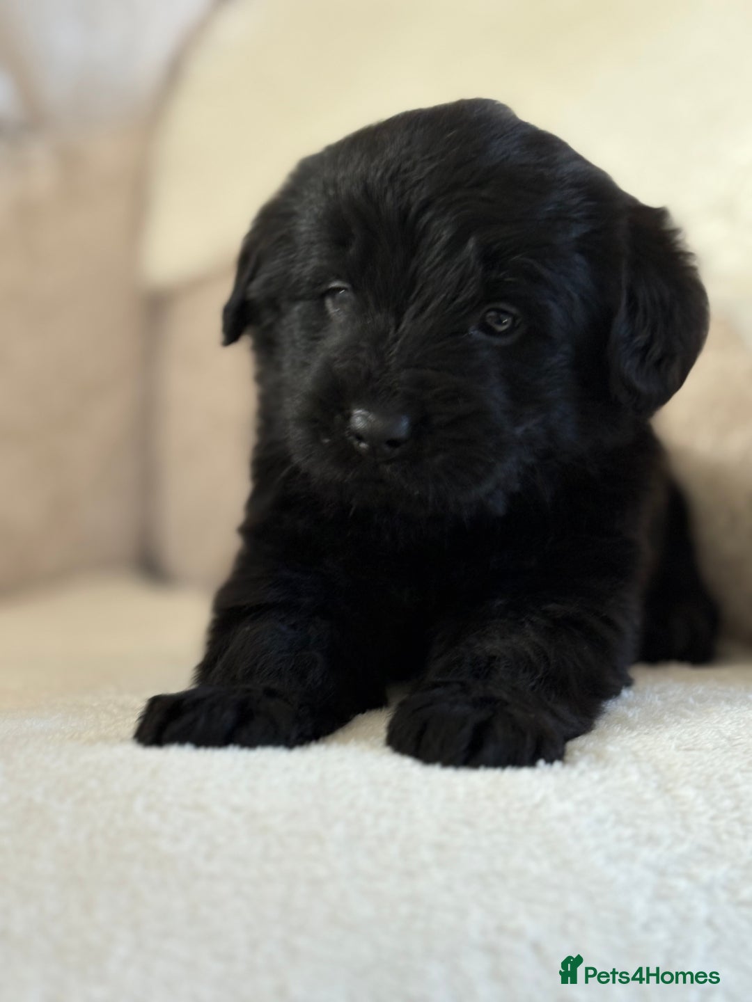 Labradoodle dogs for sale: Gorgeous f1 labradoodle puppies - Advert 13