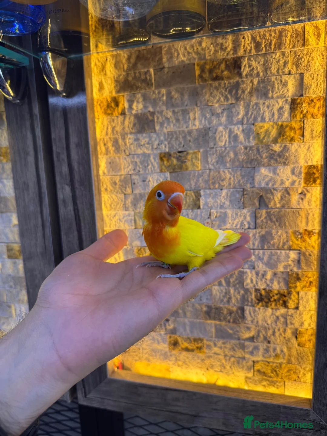 Lovebirds birds for sale:  Lutino Lovebird – Fully Tame & Super Friendly  - Advert 2