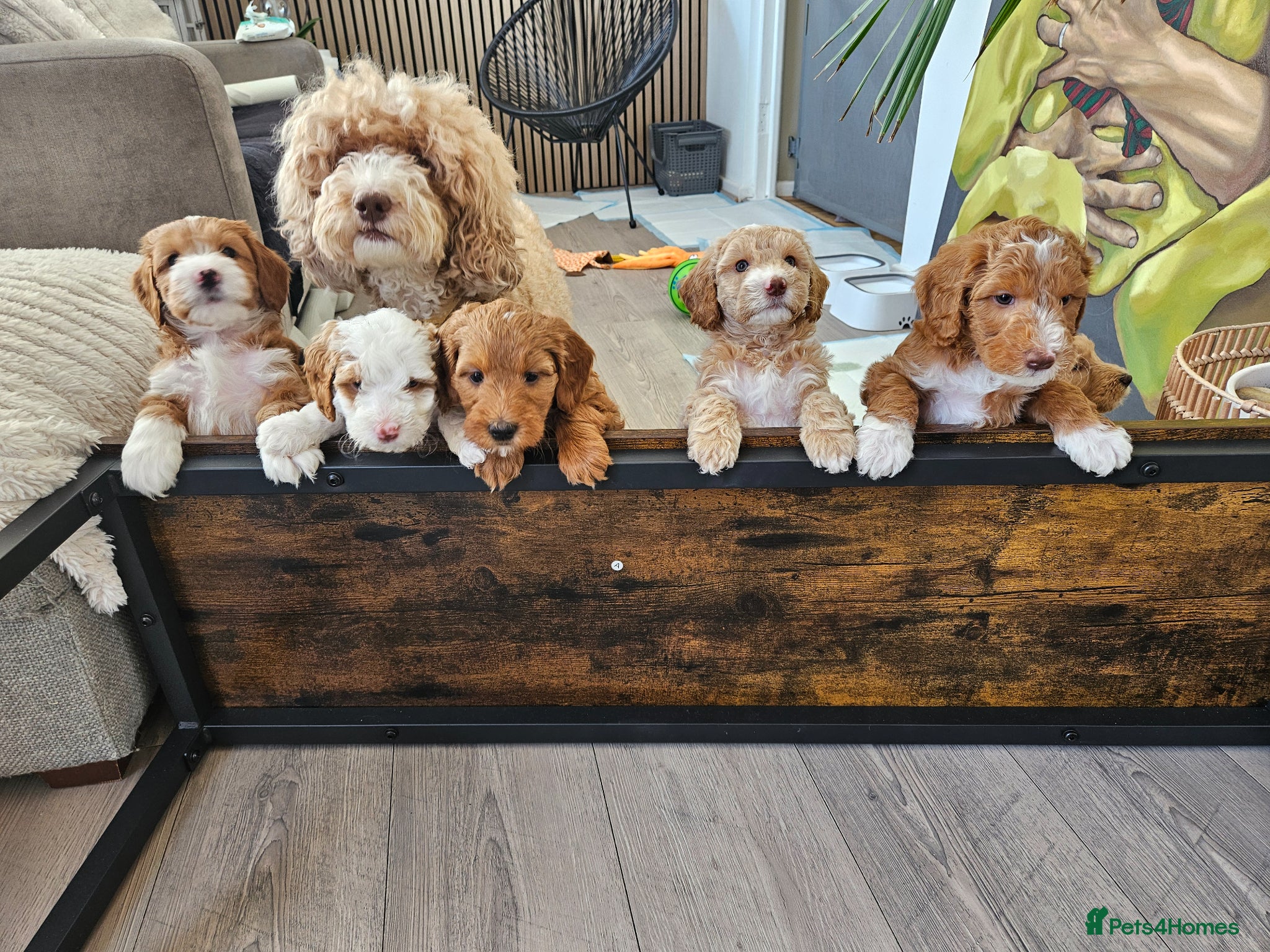 Mixed Breed dogs Australian labradoodle x cockapoo - Advert 4