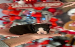 Boston Terrier dogs for sale: Wildax boston terrier KC puppies - Advert 5