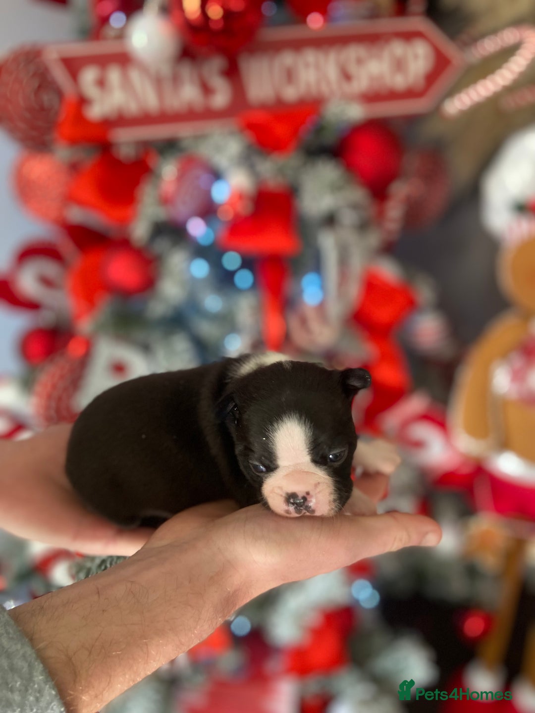 Boston Terrier dogs for sale: Wildax boston terrier KC puppies - Advert 5