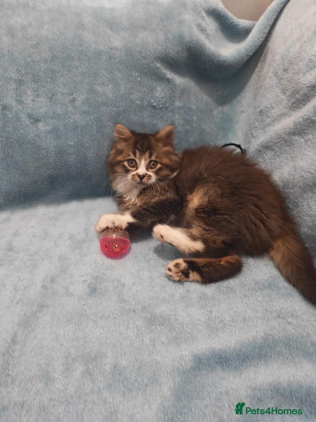 Mixed Breed cats for sale: Sccotis flod & Fluffy kittens VIDEOS - Advert 31