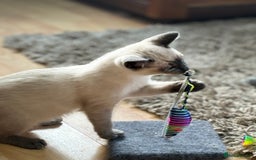 Siamese cats for sale: SIAMESE KITTENS - Image 4