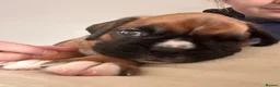 Boxer dogs for sale: Gorgeous litter of boxer puppies 🐶  - Advert 9