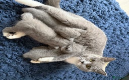 British Shorthair cats for sale: British Shorthair Kittens - Image 6
