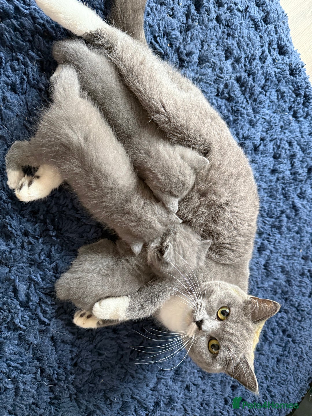 British Shorthair cats for sale: British Shorthair Kittens - Image 6