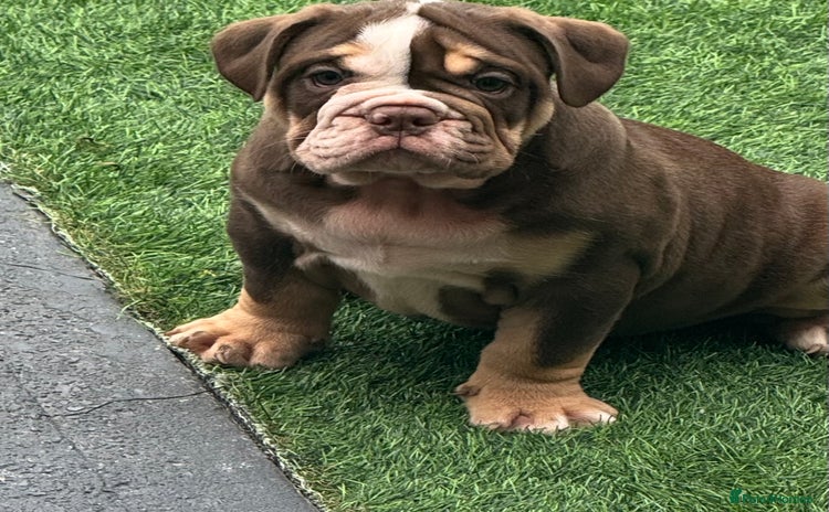 English Bulldog dogs - Advert 1