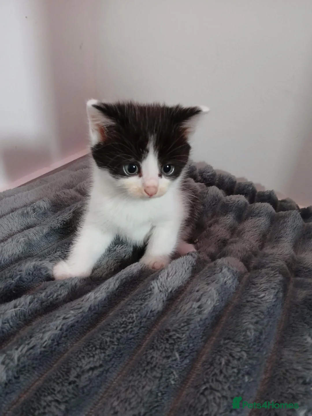 Mixed Breed cats for sale: Beautiful kittens ready to leave now  - Advert 2