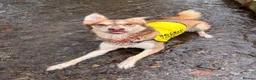 Mixed Breed dogs for sale: Sad rehome, malamute mix in Wotton-under-Edge - Advert 5