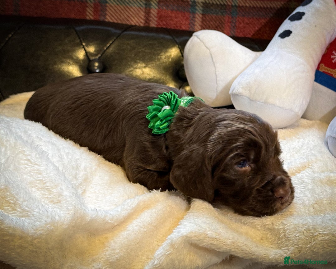 Cocker Spaniel dogs for sale: stunning chocolate and tri kc cocker spaniels - Advert 27