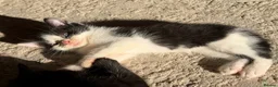 Mixed Breed cats for sale: Black and white male kittens  - Advert 9