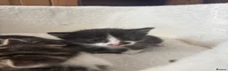 Mixed Breed cats for sale: Beautiful fluffy furballs  - Advert 9