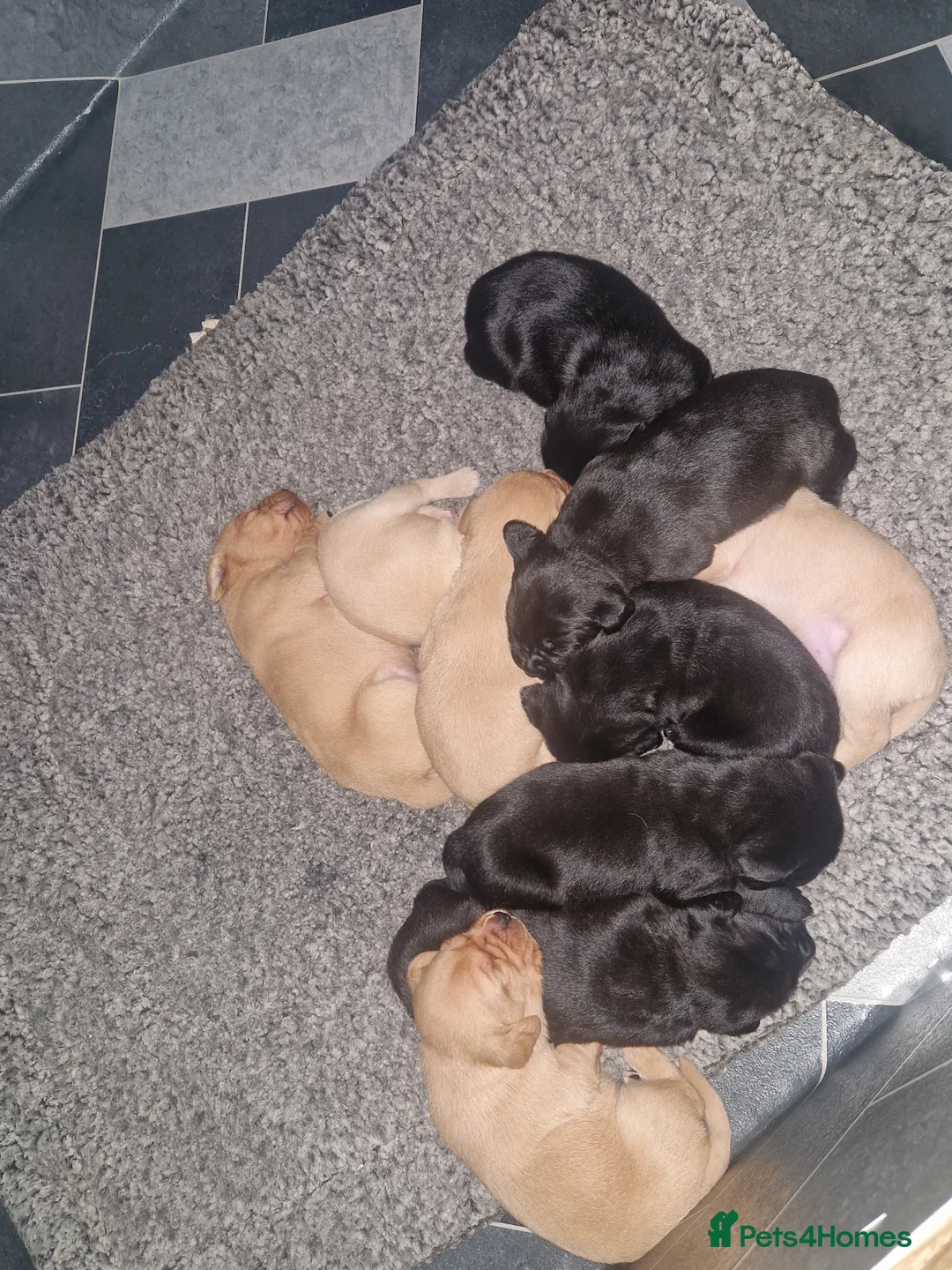 Labrador Retriever dogs for sale: Labrador  - Advert 7