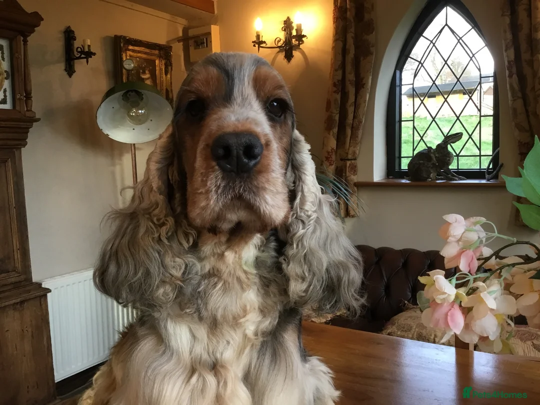 Cocker Spaniel dogs for stud: Stunning, Sable Show Cocker Stud, Health Tested. in Market Drayton - Advert 11