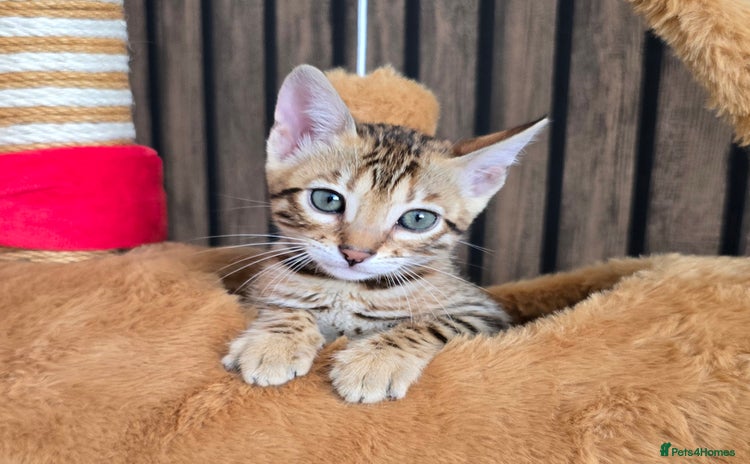 Bengal cats - Advert 1
