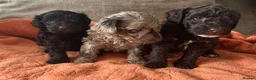 Cockapoo dogs for sale: F1b Toy cockapoo , chocolate and chocolate Merle  - Advert 1