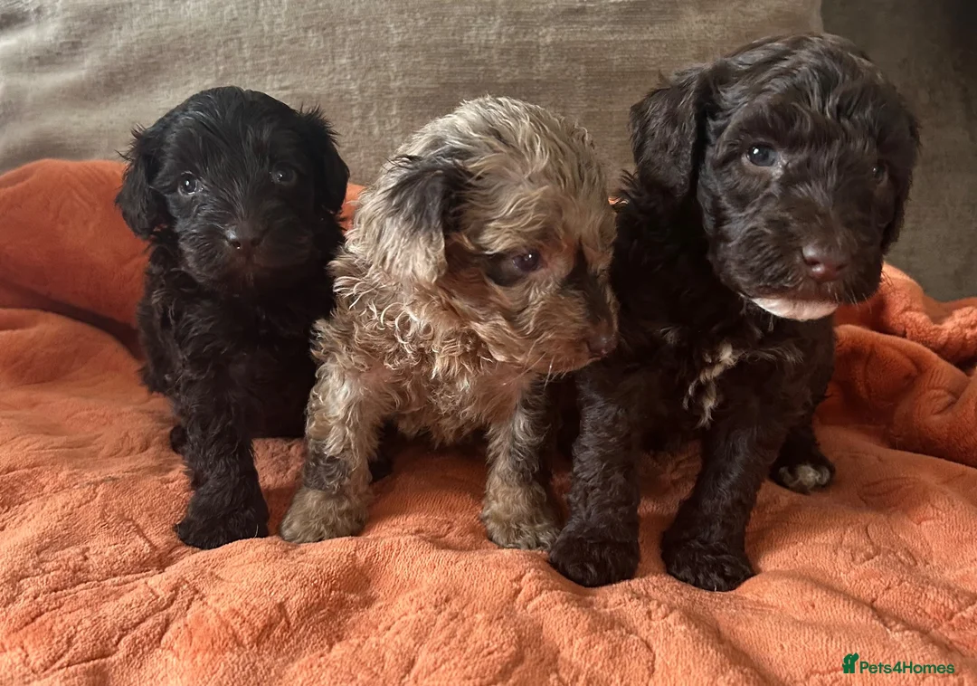 Cockapoo dogs for sale: F1b Toy cockapoo , chocolate and chocolate Merle  - Advert 1