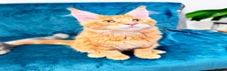 Maine Coon cats for sale: Main Coon 🐈 kittens already now  - Advert 17
